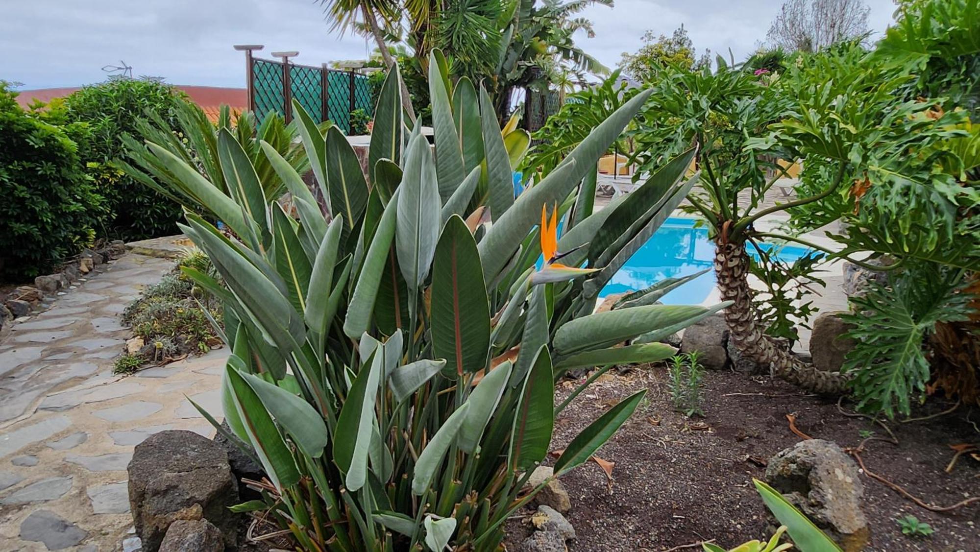 Oasis Hill Botanical Garden Villa Icod De Los Vinos Buitenkant foto