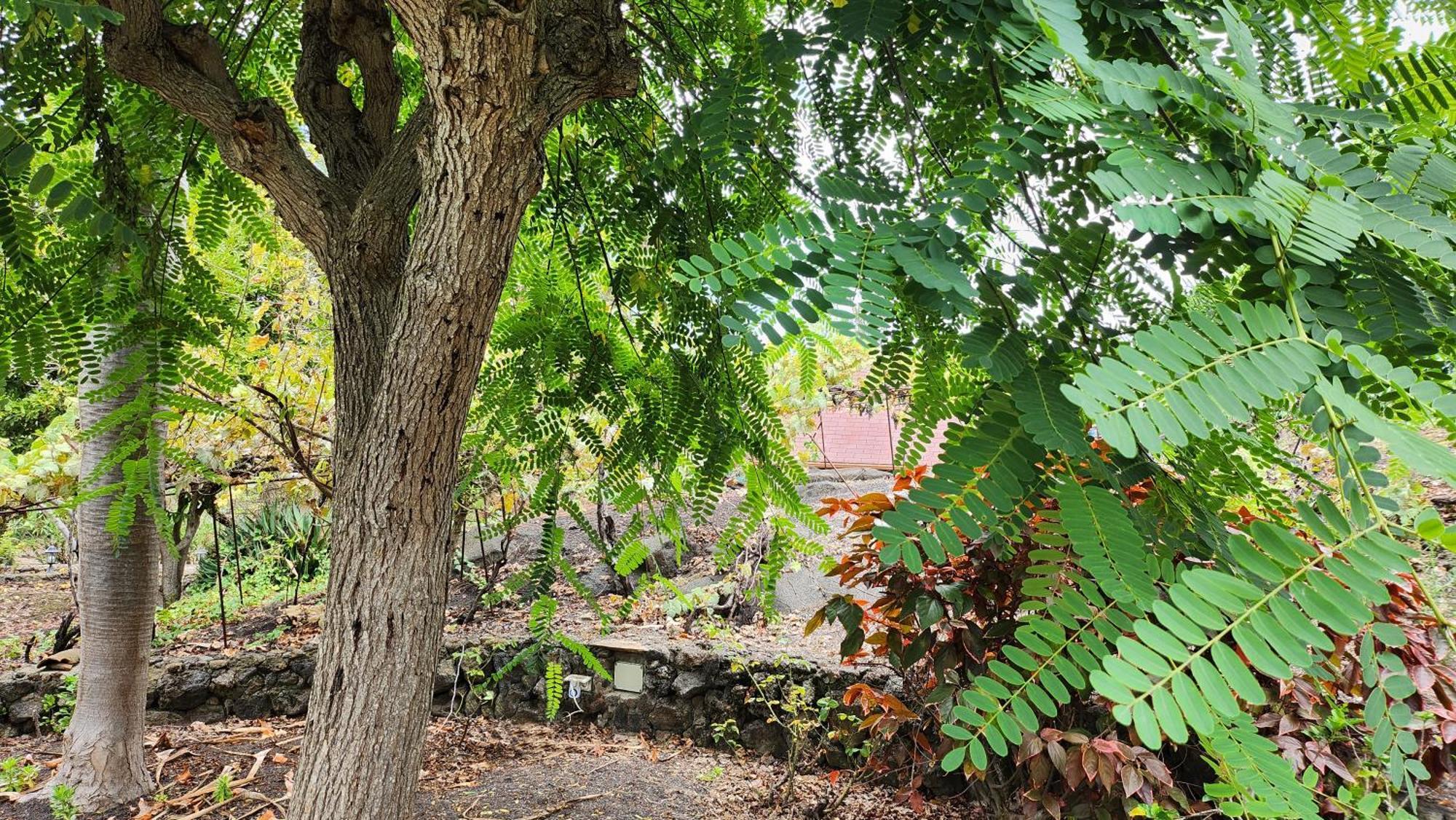 Oasis Hill Botanical Garden Villa Icod De Los Vinos Buitenkant foto