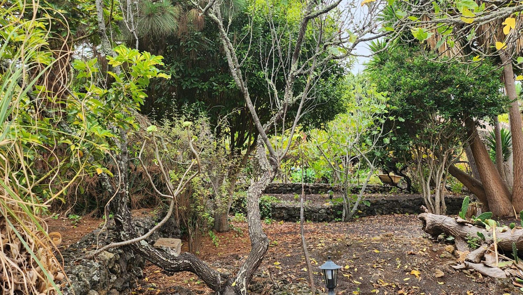 Oasis Hill Botanical Garden Villa Icod De Los Vinos Buitenkant foto