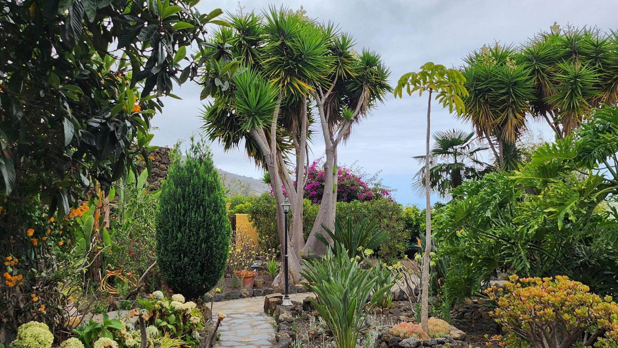 Oasis Hill Botanical Garden Villa Icod De Los Vinos Buitenkant foto