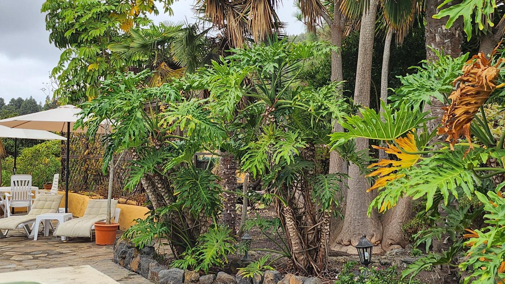 Oasis Hill Botanical Garden Villa Icod De Los Vinos Buitenkant foto
